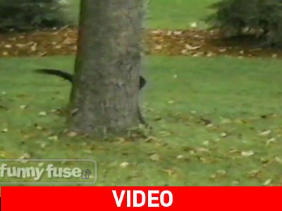 Σκύλος παίζει «κρυφτό»